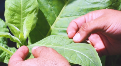 hoja-plantacion