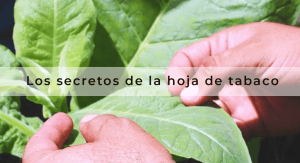 Los usos de la hoja de tabaco que no conocías