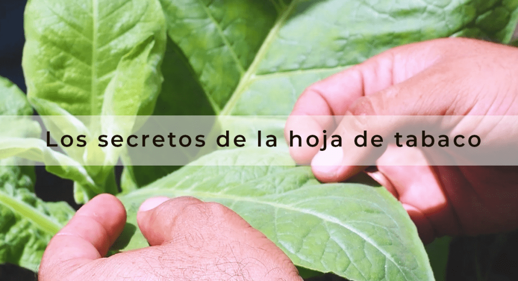 Los Usos De La Hoja De Tabaco Que No Conoc As Tabaco Artesanal